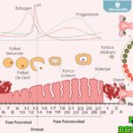 Fase Siklus Menstruasi: Kenali 4 Tahap dan Dampaknya