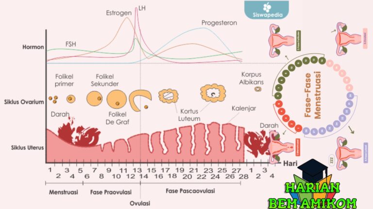 Fase Siklus Menstruasi: Kenali 4 Tahap dan Dampaknya